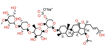 Colochiroside B2